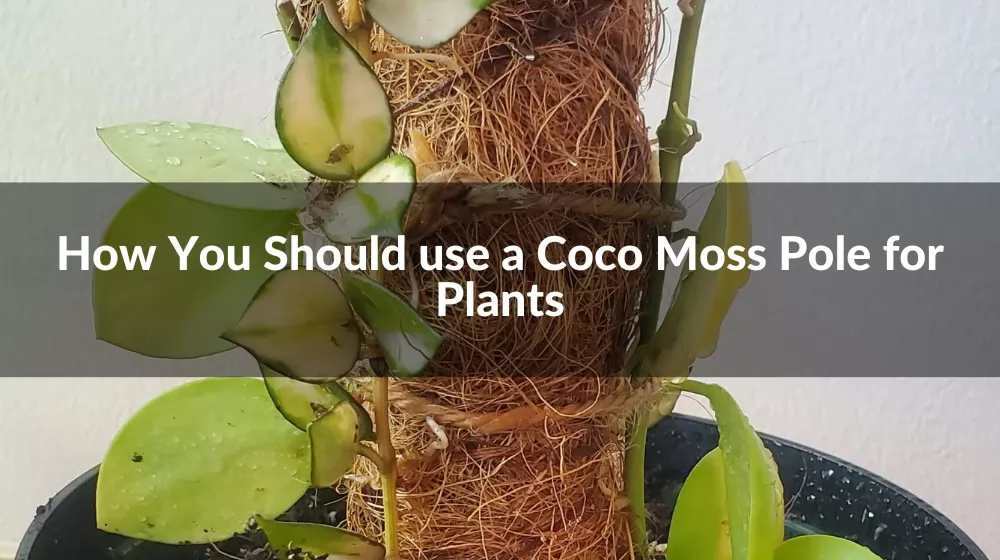 Coco Moss Pole